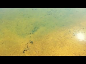 fly fishing for mullet ep-1