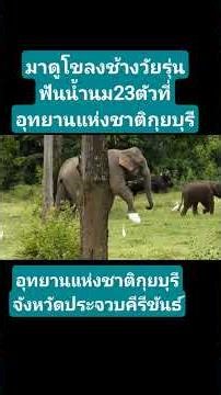 A herd of 23 juvenile elephants with milk teeth in Kui Buri National Park, Prachuap Khiri Khan Pr...