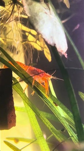 🦞 Orange Dwarf Crayfish Meets Neocaridina Shrimp | Paludarium Life | VitaPalude
