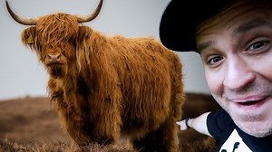 Challenges of Raising Cattle on a Small Farm