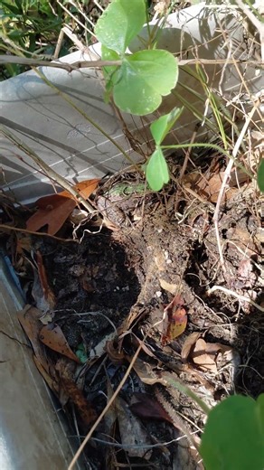 #checkitout #leopardfrog #frog #amphibians #floridafrog #floridawildlife #nature #foryou