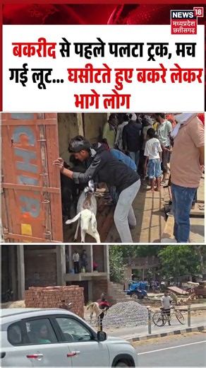 Kaushambi Goats looted Viral Video: बकरीद से पहले पलटा ट्रक,मच गई लूट घसीटते हुए बकरे लेकर भागे लोग