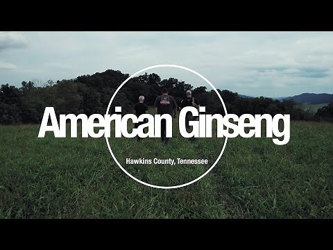The American Ginseng Documentary