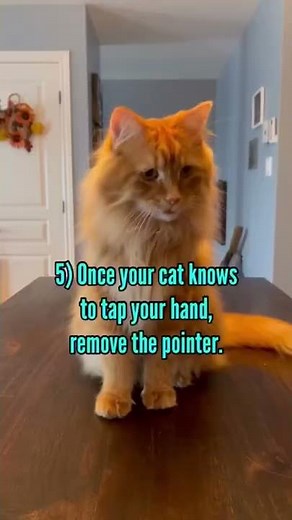 How to teach your cat the high-five in 6 steps.