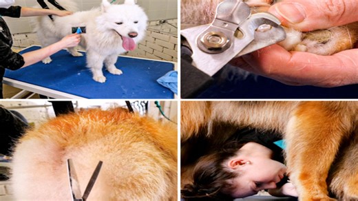 Incredible Dog Transformations by a Professional Groomer!