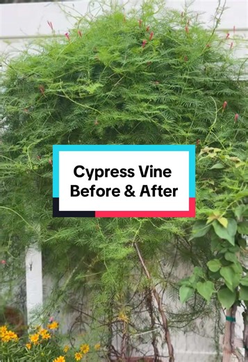 Cypress Vine: Delicate, But AggressiveThe most common name for the cypress vine plant (with the scientific name Ipomoea quamoclit) is cypress vine, but it is also known as cardinal climber, hummingbird vine, star glory, cypress vine morning glory, Cupid's flower, and cardinal creeper. #mygarden #gardentok #florida #gardening #hummingbird