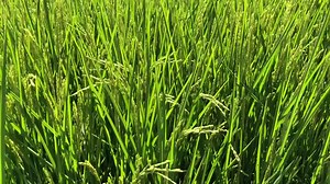 An important milestone in the rice growing season, as heads of grain have begun appearing in Sacramento Valley rice fields. Find out more in this video from grower Sean Doherty: | California Rice Commission