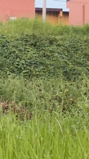 1K views · 19 reactions | Ang cute nila. Chestnut munia po ba ito? If yes, I did not expect ganito pala sila kaliit sa personal.  Location: Davao City | Sherry Estacion | Facebook