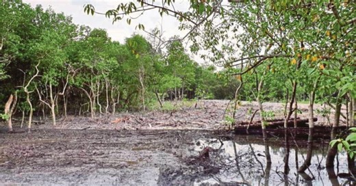 Kerajaan Indonesia tanam 21 juta anak pokok bakau menerusi projek ketahanan pantai | Berita Harian