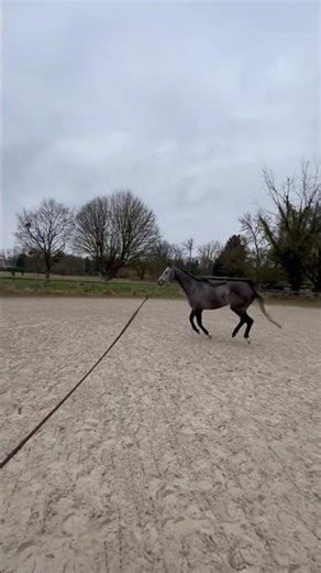 Cheval à vendre - Hongre pour loisirs - Vidéo 3 - equirodi.com