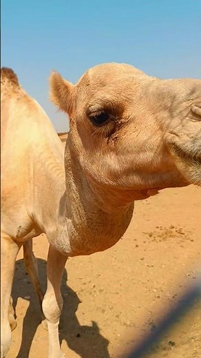 “Camel Eating Food 🐪 | Amazing Desert Animal #Shorts”