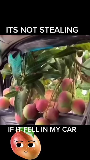 🥭🥭🥭🥭 #guam #chamorro #guam671 #guamlove #guahan #chamorrita #chamoru #hafamily #hafaadai #671