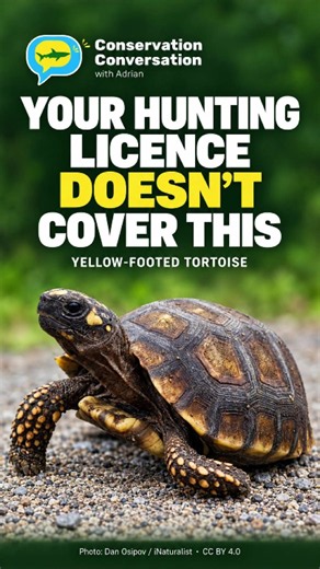 Yellow-footed tortoise (morrocoy) protection in Trinidad and Tobago