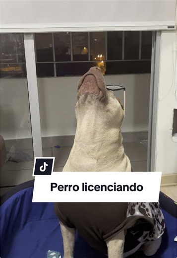 El perro licenciado Sharpei con lentes en Lima