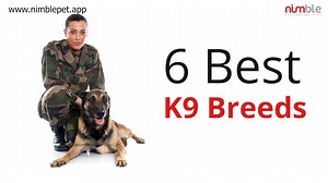 6 Best K9 Breeds For more Pet Parenting Tips: https://bit.ly/2TRNK7o | Animal Tales
