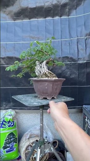 五葉アケビ盆栽！ Akebia pentaphylla
