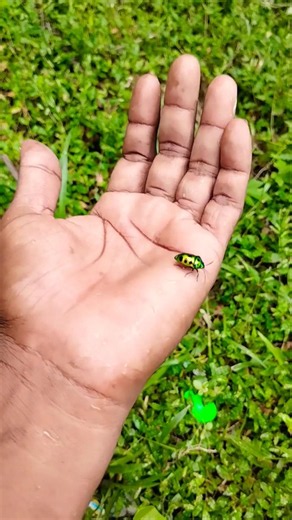 Asian beetles you've never seen#anyuniqueanimals#beetle#insects#beautifulinsects#nature#wildlife