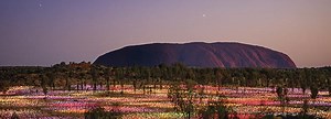 Best time to see the Field of Lights Uluru - Australian Adventure Travel