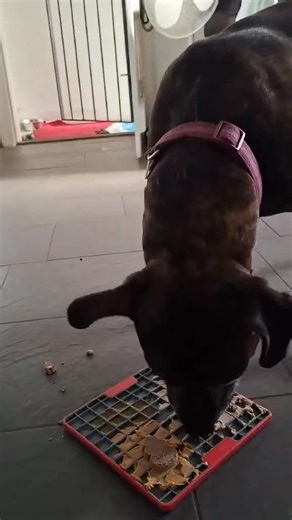 Lexie loving her enrichment morning with Abby 🥰 Lexie is a real cuddle monster, loves her cuddles and her toys, and is a sweetheart♥️. Loves her walks, food and treats especially her toast in the morning 😊. She is very entertaining. Lexie is full of love and makes you smile. Lexies a beautiful 5-year-old long-legged Staffie, she’s found herself in kennels through no fault of her own. One moment, she had a home. The next, everything was gone. Lexie is incredibly friendly with people – she light