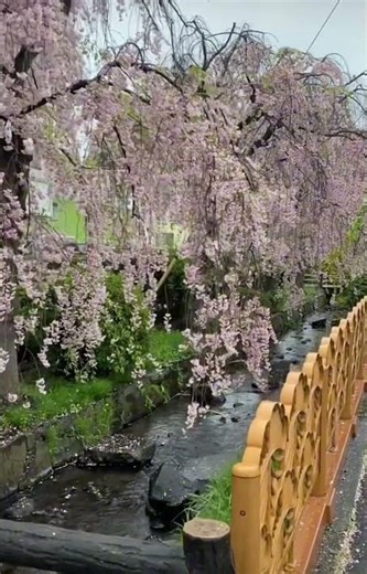 Hẹn nhau ở vô thường www.tiktok.com/@nguyentuong555