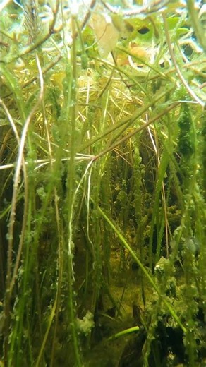 Heavily planted Australian Native Fish Pond. #ozponds