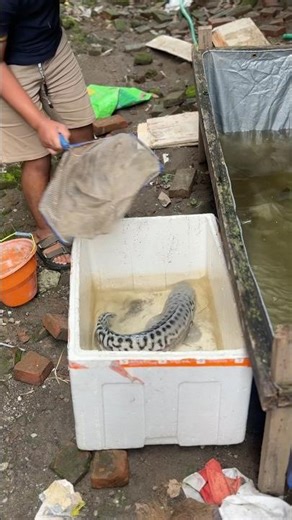 Obati Ikan Toman Monster Ku Yang Sakit Terkena Kutu Air #toman #tomanmonster #obati #ikantoman