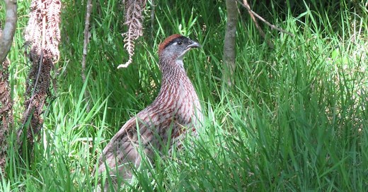 ERCKEL'S FRANCOLIN