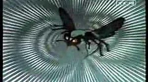 EL AVISPON VERDE 1967