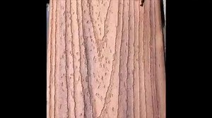 It's easy as 1,2,3 with #Cortex from @fastenmasterpro . Video by @deckphenom showing us how easy it can be... . #cortex #CortexPlugs #PRODriven #FastenMaster #ModernCraftsmanship #DeckBuilder #PerfectPlugInstall #bestcompositedeckinginaustralia #demaktimber #trexusa #inspiration #trextranscend #fastenmasterpro #trexdecking #fastenmaster #wpcdecking #wpc #Trex #compositedecking #trexpro #madeintheusa #TrexdeckingMelbourne | Demak Outdoor Timber & Hardware