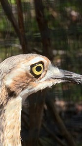 Endangered chicks are starving 😱 | Bondi Vet