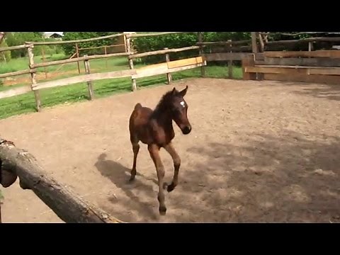 Cute Baby Horses and Ponies
