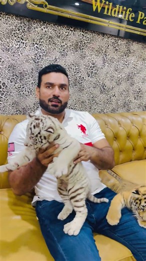 Worlds secound beautiful animal white tiger #faiziwildlifepark