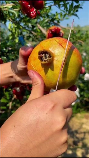 Fresh Pomegranate Harvest – So Satisfying to Watch! 🍎✨ #FruitHarvest #ViralShorts