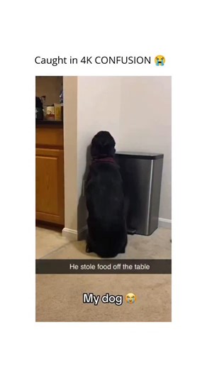 ThePawVerse | Every dog in this compilation is fighting for their reputation like it’s a trial on national TV. The “I didn’t do it” stare is so strong it... | Instagram