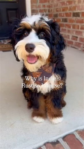 16K views · 18 reactions | Ever wonder why some Bernedoodles have...
