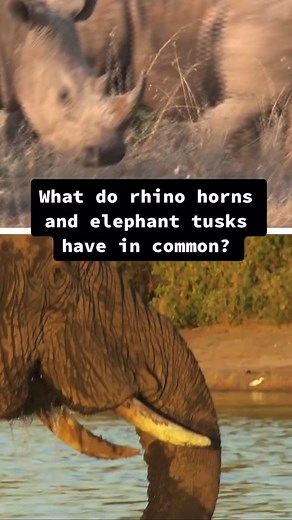 Elephants' tusks and rhinos' horns are prized by poachers and smugglers. #AnimalFacts #LearnOnTikTok #elephant #rhino #poaching