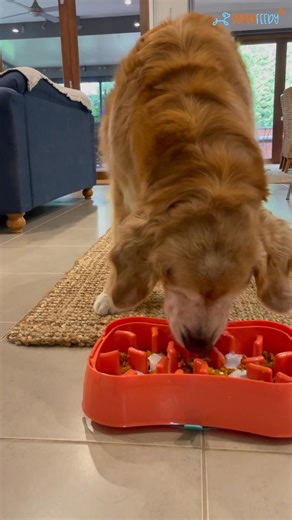 Every meal feels like the same nightmare. Your dog attacks their food like it’s their last meal — gulping, choking, gagging. You know it’s not just messy. It’s dangerous. You’ve read the stories, seen the vet videos, and you’re tired of worrying every time they eat. You’ve tried every so-called slow feeder from Amazon and Kmart. Shallow ridges that do nothing. Cheap plastic that slides across the floor. Your dog gets frustrated, you’re left anxious, cleaning up the mess, wondering if this will b