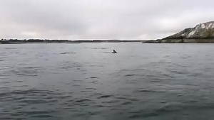10K views · 200 reactions | Amazing Extraterrestrial dolphins...