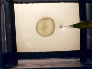 Real-time Measurement of Epithelial Barrier Permeability in Human Intestinal Organoids