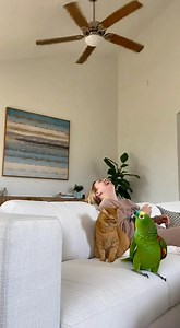 12M views · 258K reactions | Meet the most dramatic (and possibly...