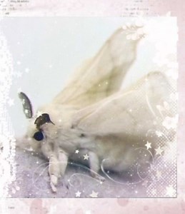 Exploring the World of Domestic Silk Moths