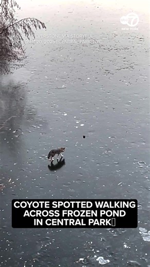 368K views · 5.8K reactions | "Relieved when I found out this was a wild coyote and not somebody's actual pet on the loose. The things you see in NYC!" Photographer Michael Silverstone said on Instagram. | ABC7NY | Facebook