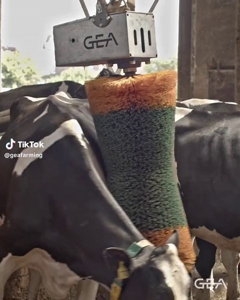 Durable GEA Cow Brushes for Ultimate Cow Grooming