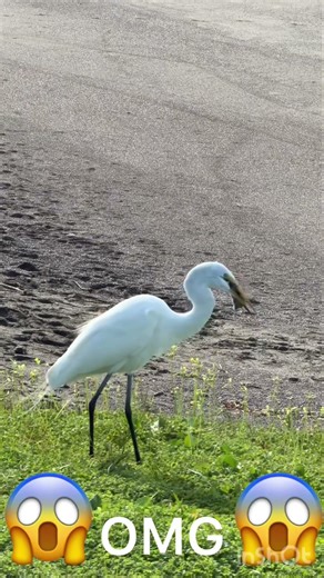 A mouse getting eaten by a bird !!! 😱😱😱