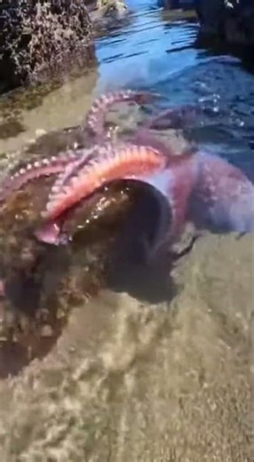 What Was THAT in the Tide Pool?!