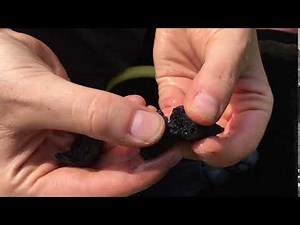 Biochar from Water Hyacinths