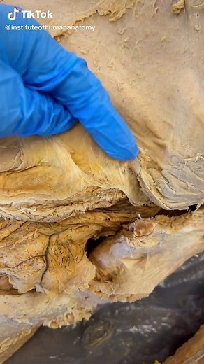 Exploring Human Anatomy in Science Class