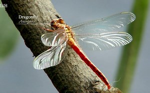 纪录片.生命奇迹.E01.2013[豆瓣9.2][片头][高清][英字]