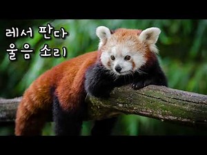 RED PANDA SOUND EFFECT 레서판다 울음소리 모음 효과음 소리 동물 animal #레서판다 #소리 #효과