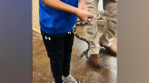 WATCH: Viral video shows two-headed snake biting zookeeper